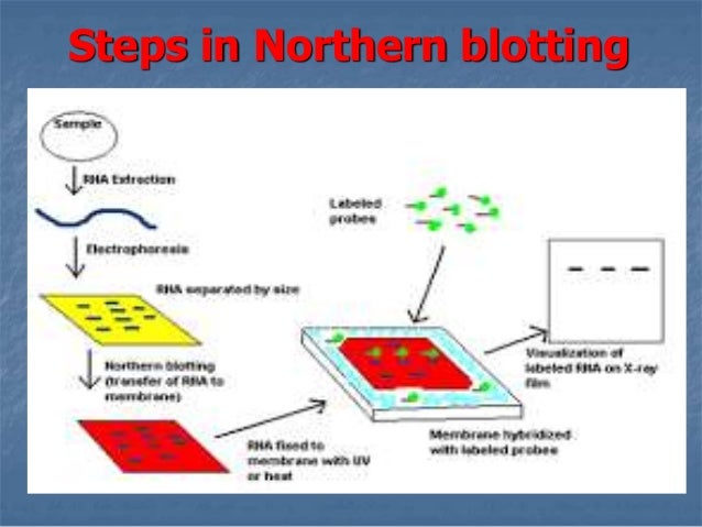 blotting techniques ppt